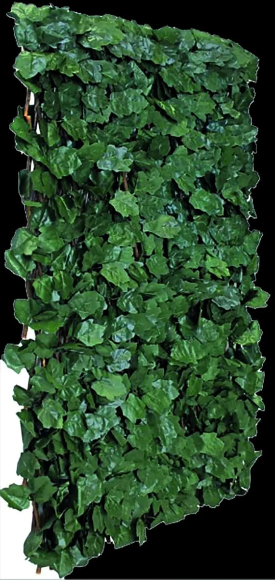 Celosia extensible mimbre hiedra