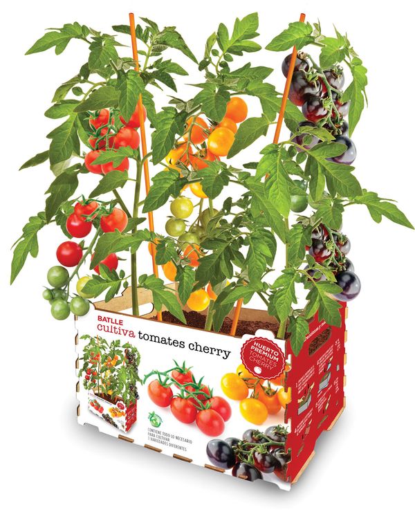HUERTO URBANO TOMATE CHERRY SUBSTRATO+SEMILLA BATLLE 