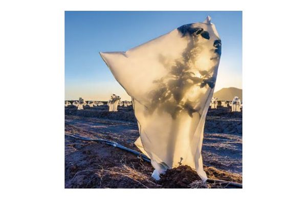 CAPUCHA PROTECCION PLANTA 30 GR 1,5X1,8 M